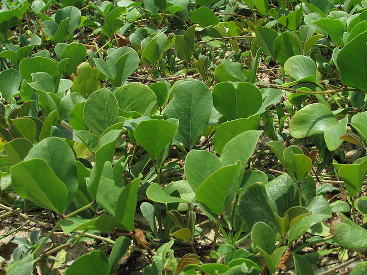 plantas de agua, hojas, verde, orilla del mar, Playa de Maravanthe, Karnataka, India