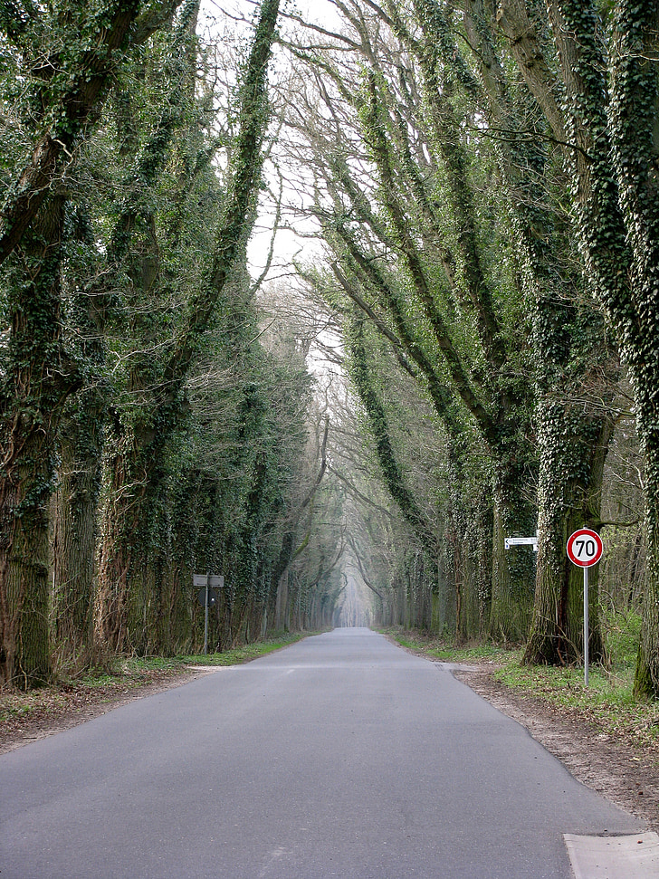 lesná cesta, cestné, vzdialenosť, stromy, Leaf strechy, tunel, Príroda