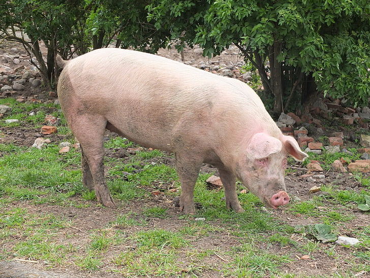 con lợn, lợn nái, chăn nuôi, nông nghiệp, động vật có vú, động vật, bẩn