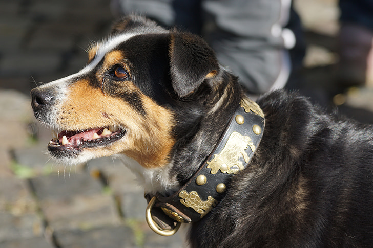 szarvasmarha-Térkép, kutya, Appenzeller, áldja meg, blaess, Appenzell mountain dog, PET