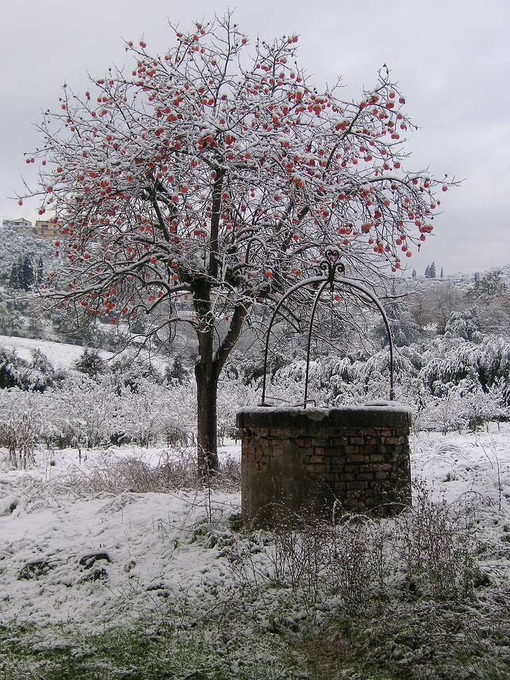 śnieg, drzewo, zimowe, zimno, Pozzo