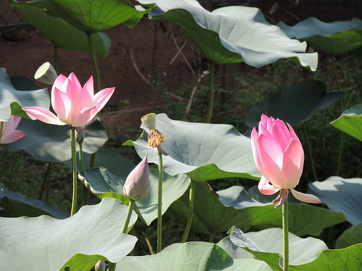 Lotus, fleur, fleur de Lotus, feuille, étang, eau, pétale
