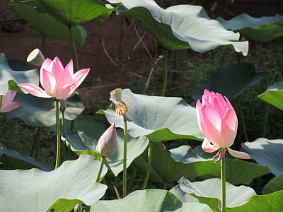 lotus, flower, lotus flower, leaf, pond, water, petal