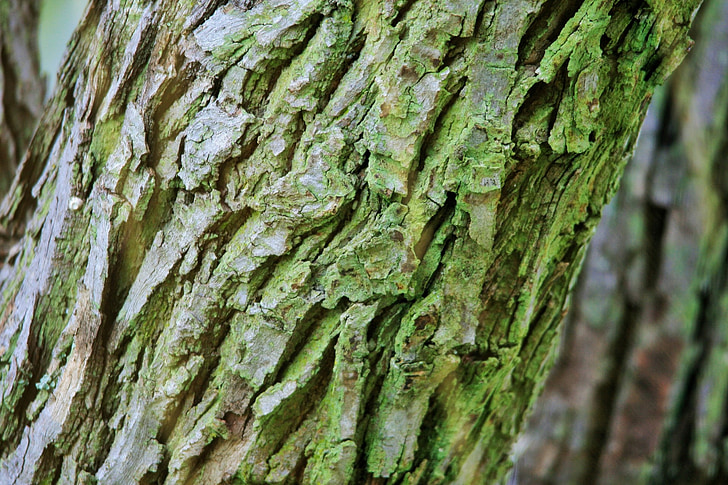 puu, pagasiruumi, koor, töötlemata, tekstureeritud, Moss