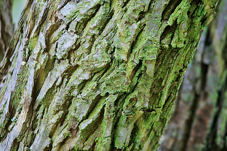 arbre, tronc, escorça, brut, amb textura, molsa