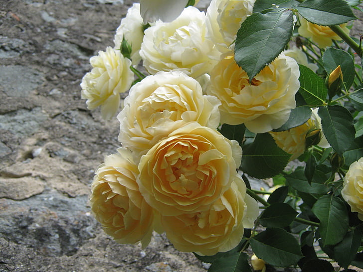 Engelse roos, Open rose, roze bloemen, geel, natuur, boeket, roos - bloem