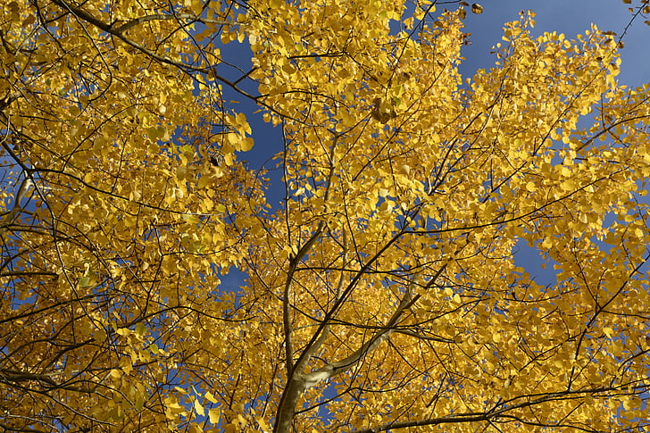 jeseni, barva, zlati jeseni, listi, pogled v nebo, jeseni svetlobo, pojavljajo