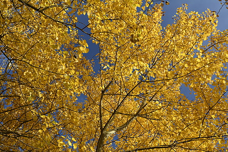 ősz, szín, arany ősz, levelek, égben, őszi fény, jelennek meg