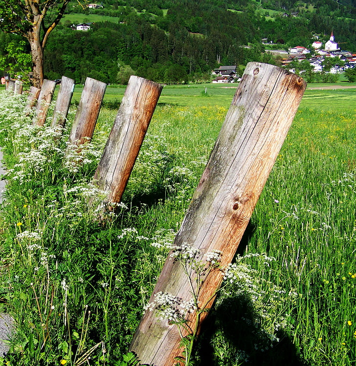 poles, green meadow, white wild flowers