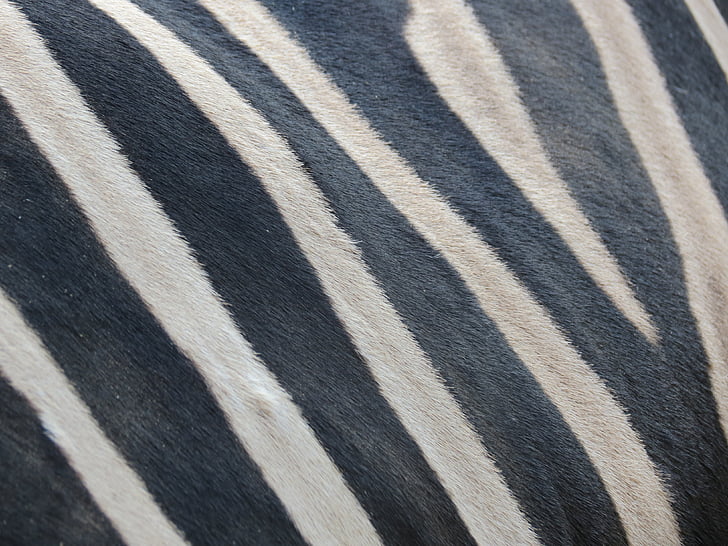 renginiai, Zebra, juoda ir balta, plaukai, Apsauginė spalva, dažymas, žinduolis