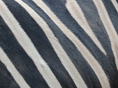 Destaques, Zebra, preto e branco, o cabelo, cor protetora, para colorir, mamífero