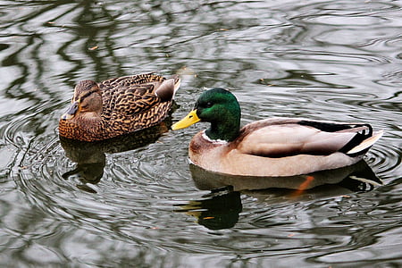 зеленоглава патица, вода, природата, плуване, птица, патица, зеленоглави патици