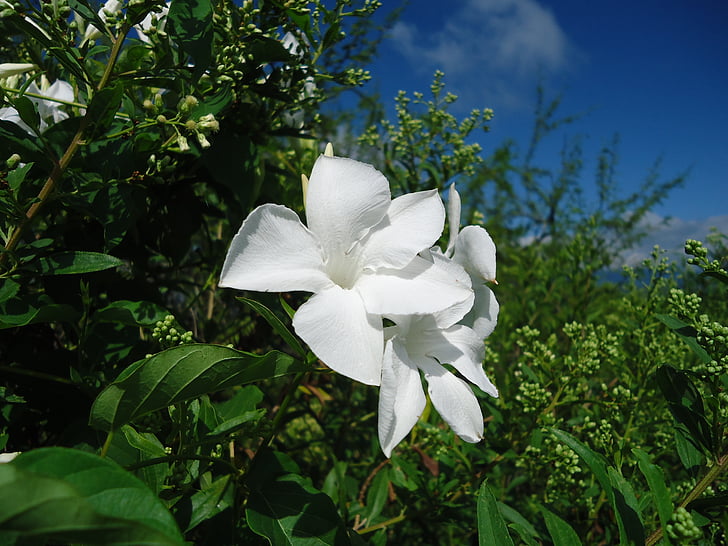 white flowers, vine, vegetation, wild flowers
