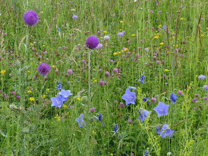 meadow, flower meadow, mager meadow, thistle, bluebells, klee, colorful