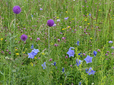 Meadow, đồng cỏ Hoa, đồng cỏ mager, Thistle, Bluebells, Klee, đầy màu sắc