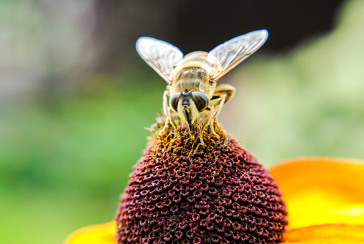 abeja, insectos, polen, néctar de, macro, flor, planta