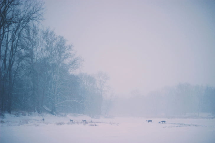cinco, animales, caminando, espesor, nieve, naturaleza, árbol