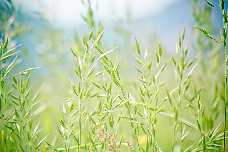 pointed-fescue, licorice, ear, forage grass, festuca pratensis, grass, meadow