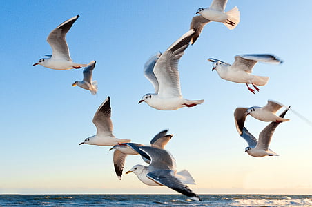 gulls, bird, fly, coast, sunset, sea, mood