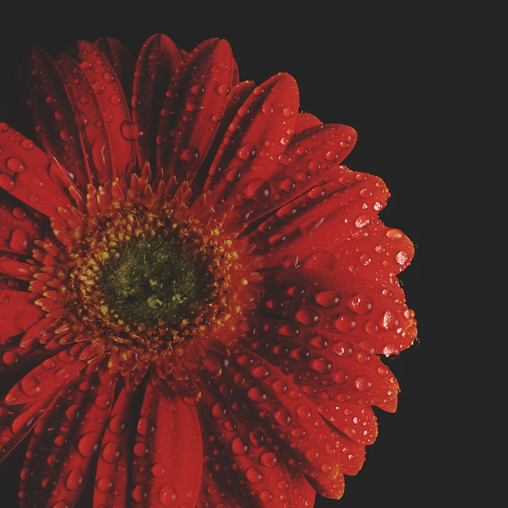Gerbera, punainen, kukka, kasvi, Blossom, Bloom, komposiitit