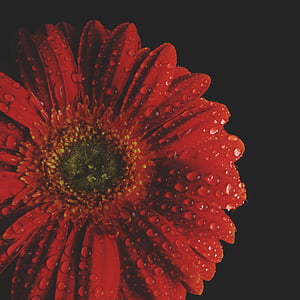 Gerbera, rojo, flor, planta, flor, floración, materiales compuestos