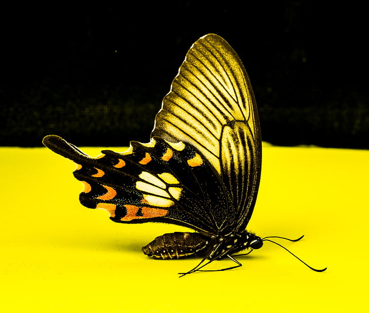 butterfly, insect