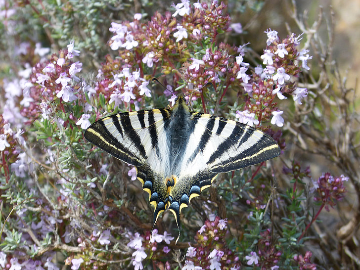 Papilio machaon, machaon, vlinder, Koningin vlinder