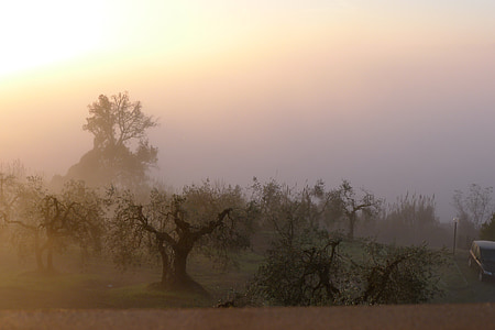 Тоскана, пейзаж, страна, Кампания, Оливо, Оливки дерево