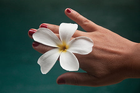 flor, frangipane, mão, mulher, Plumeria, pétala, mão humana