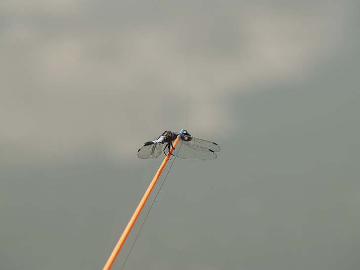 dragonfly, angler, water, fisher, nature, fishing rods, summer