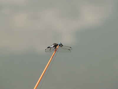 Dragonfly, pescar, apa, Fisher, natura, tije de pescuit, vara