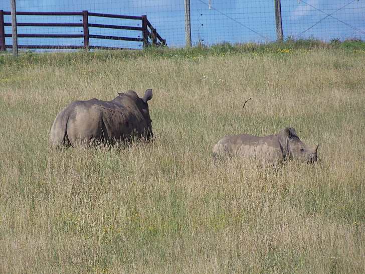 Rhino, Eteläinen valkoinen rhino, erämaassa, Afrikka, Wildlife, säilyttäminen, Rhinoceros