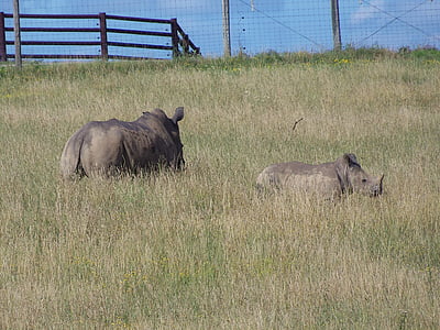 Rhino, südliche Breitmaulnashorn, die Wildnis, Afrika, Tierwelt, Erhaltung, Nashorn