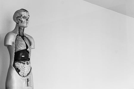 ανθρώπινη, σκελετός, σώμα, Studio που γυρίστηκε, ενηλίκων, μέρος του ανθρώπινου σώματος, άτομα