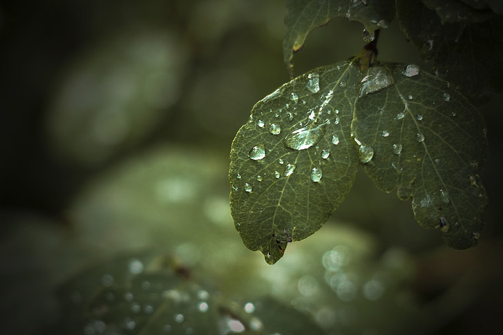 folha, verde, árvore, floresta, gotas de chuva, close-up, macro