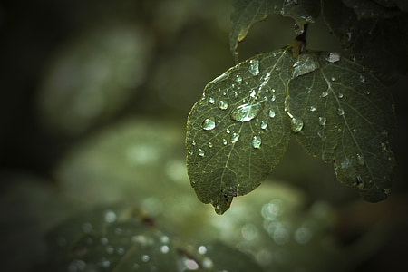 leaf, green, tree, forest, rain drops, close-up, macro