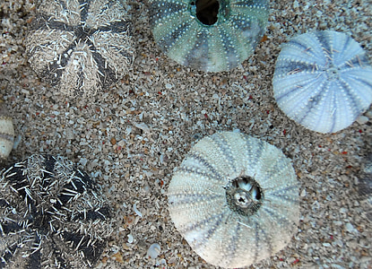 sea urchins, marine life, meeresbewohner