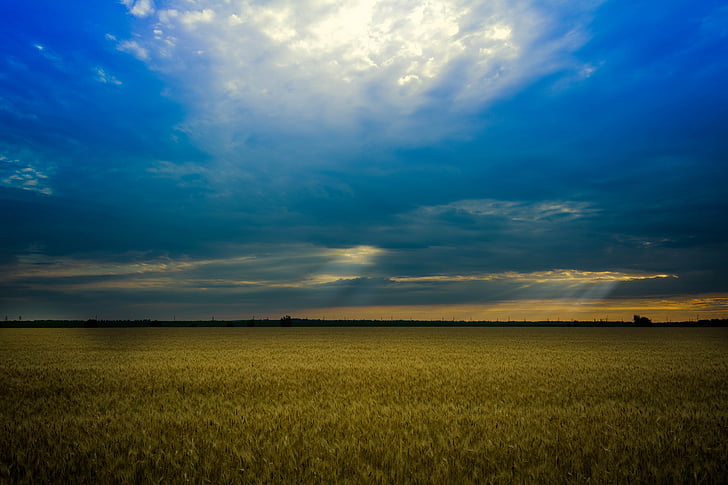pšenica, LAN, Sunce, polje, Fon, Stefan voda, oblak