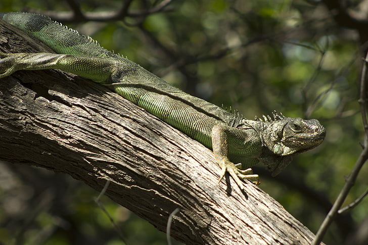 Iguana, Colombia, natur, krybdyr, dyr, miljø, fauna