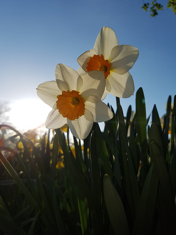 daffodils, flowers, blue sky, sunset, sunshine, park, spring