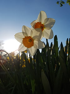 Daffodils, bunga, langit biru, matahari terbenam, sinar matahari, Taman, musim semi