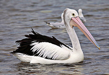 pelikanas, Gamta, Laukiniai gyvūnai, paukštis, lauko, jūros paukščių, waterbird