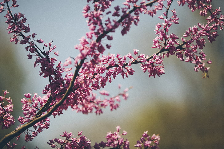 branch, twig, nature, blossoms, blooming, pink, purple