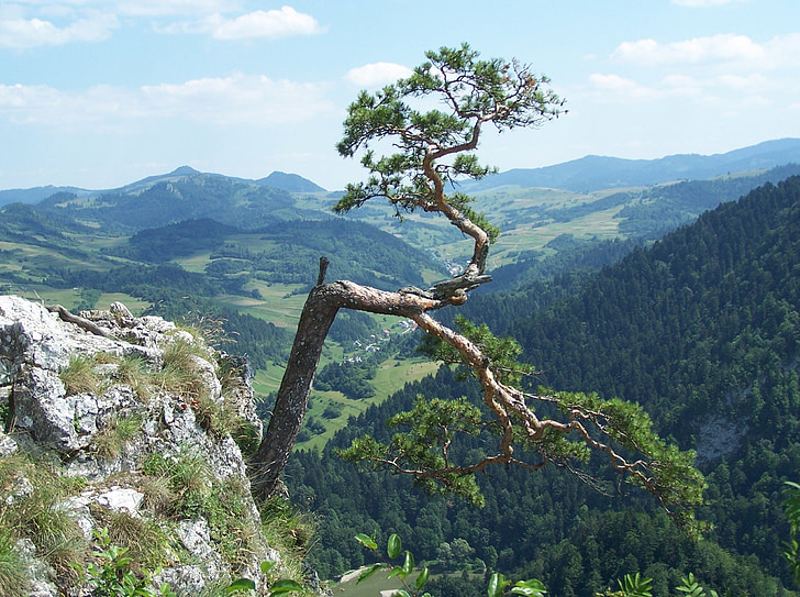 Baum, Berge, Tour, Panorama, Blick, Wald, Grün