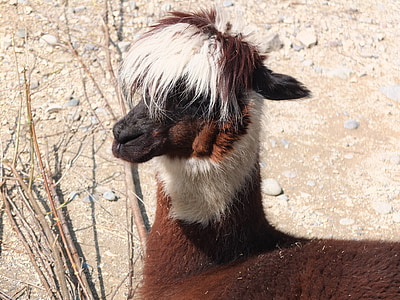 Lama, alpacka, hår, huvud, fluffiga, djurvärlden, porträtt