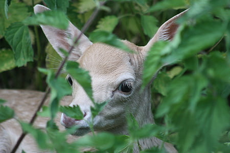 roe deer, hirsch, fawn, kitz, baby, young, bambi