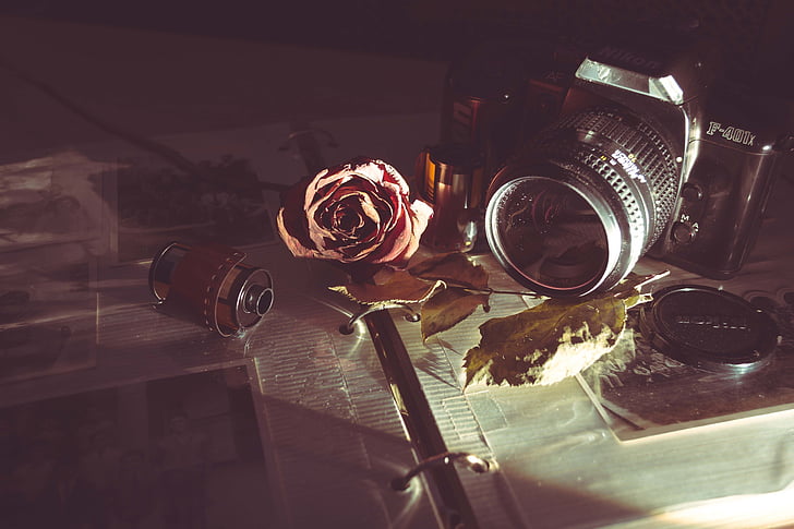 màu đen, DSLR, máy ảnh, gần, màu đỏ, Hoa hồng, Vintage