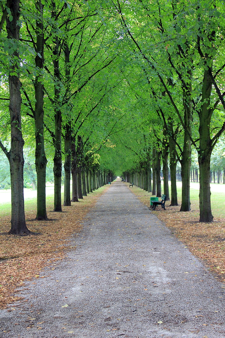 Avenue, ağaçlar, Park, banka, uzakta, Hannover, Herrenhausen