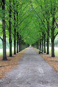 Avenue, copaci, Parcul, Banca, distanţă, Hanovra, Herrenhausen