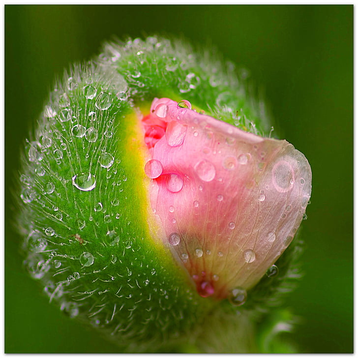 Hoa Poppy, chồi nhảy, Dewdrop, Thiên nhiên, giọt nước, morgentau, Hoa